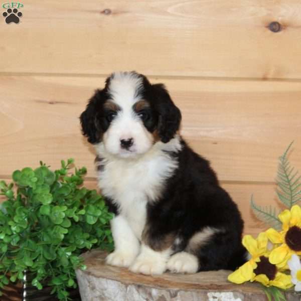 Blueberry – F1, Bernedoodle Puppy